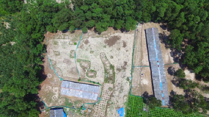 Địa chỉ mua gà con giống uy tín tại Quy Nhơn