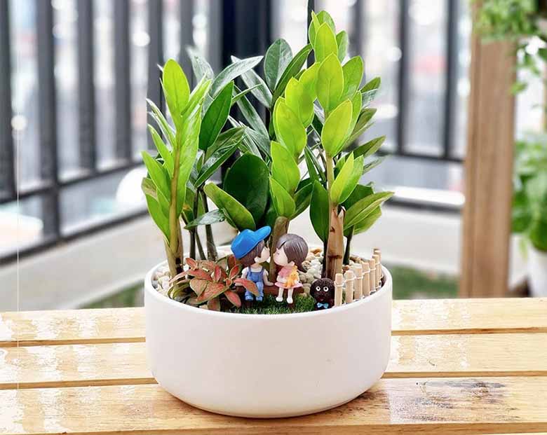 Cây cảnh mini trong nhà tăng tài lộc, thanh lọc khí cực đỉnh 